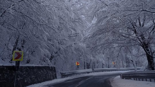 În al doilea an de la implementarea programului de împădurire prin PNRR, doar 20% din ţinta asumată a fost îndeplinită