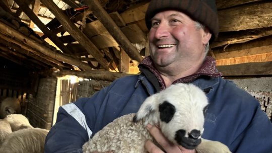 România: Opt milioane de miei pleacă la export în această perioadă