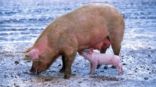 Focar de pestă porcină în mai multe gospodării din Zărneşti, judeţul Buzău