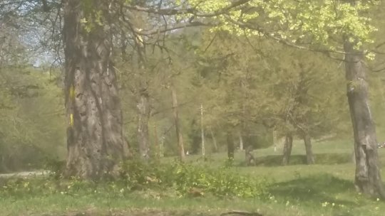 Romsilva și-a propus să regenereze 12.000 hectare de pădure în campania de primăvară