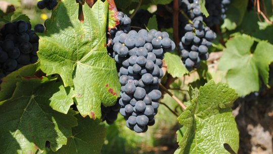 Exportul de vinuri din Republica Moldova a crescut semnificativ anul trecut
