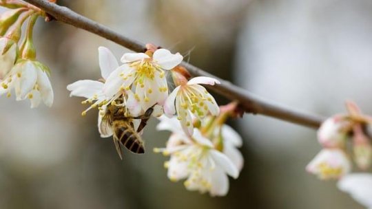 Vremea rămâne frumoasă săptămâna aceasta și semnificativ mai caldă decât normalul perioadei