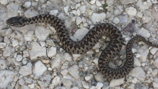 Atenție la vipere!