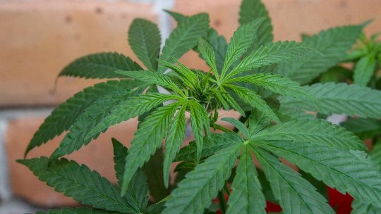 Germania modifică legea privind consumul şi posesia de cannabis