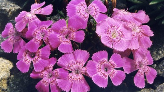 Preşedintele Klaus Iohannis va vizita Parcul Naţional "Piatra Craiului"