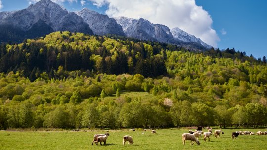 Fonduri pentru programul naţional Rangerii Juniori