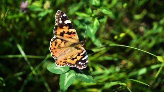 Sfârșitul săptămânii va aduce temperaturi de vară