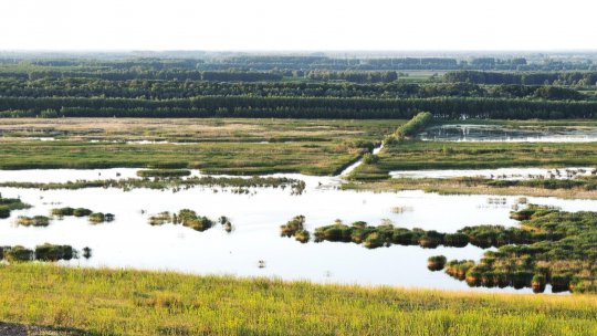 Păsările flamingo, din nou în Delta Dunării