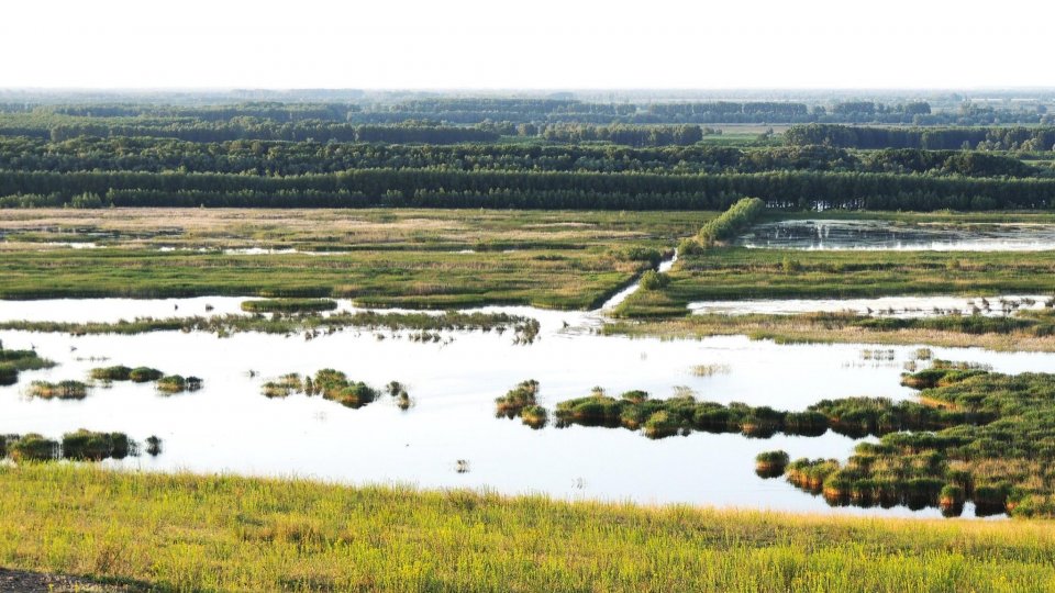Păsările flamingo, din nou în Delta Dunării