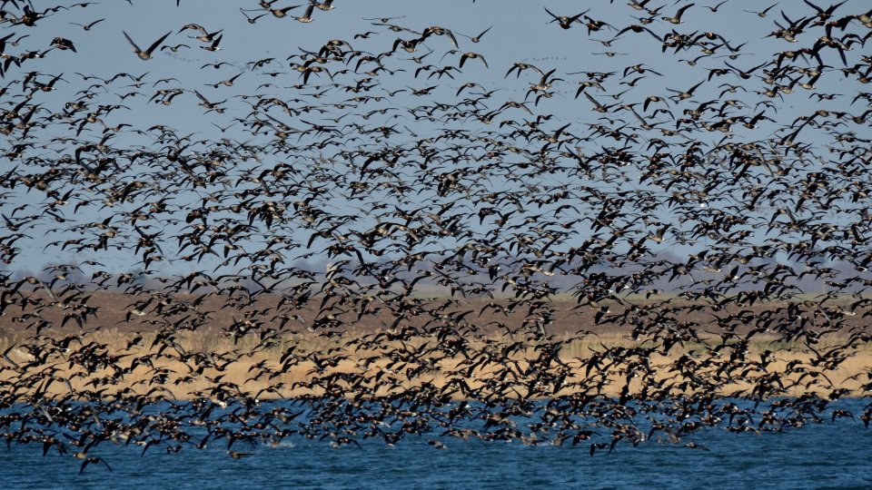 O nouă specie de pasăre, descoperită pe teritoriul României