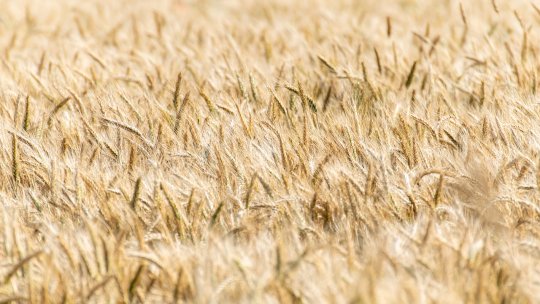 Cel mai mare terminal de transbordare a cerealelor din Europa a fost inaugurat la Dorneşti, judeţul Suceava