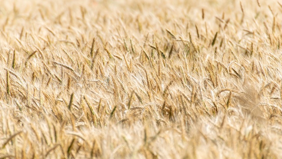 Cel mai mare terminal de transbordare a cerealelor din Europa a fost inaugurat la Dorneşti, judeţul Suceava