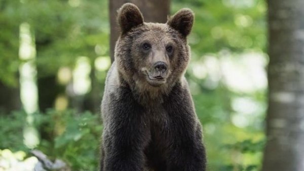 În curând va fi gata recensământul urșilor bruni din România