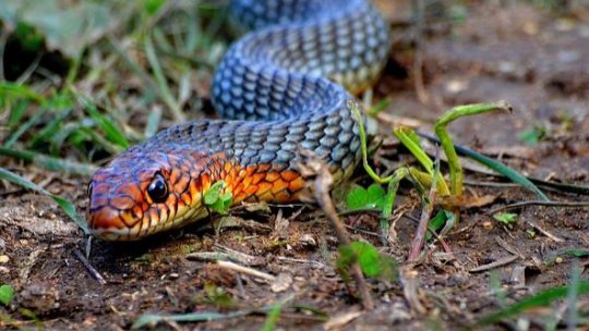 Jandarmii din Brăila, solicitaţi prin apel la 112 pentru capturarea unui şarpe