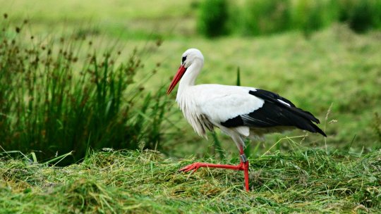 Pe 15 iunie începe recensământul naţional al berzelor