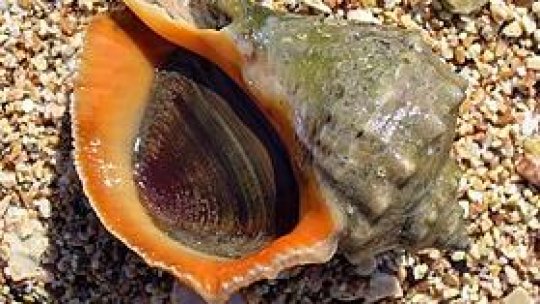 Scoicile și rapanele din Marea Neagră sunt sigure pentru consum