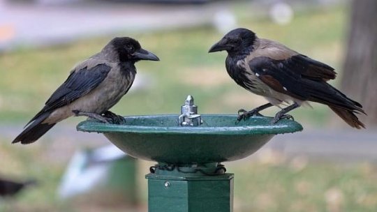 Noi atenționări de caniculă