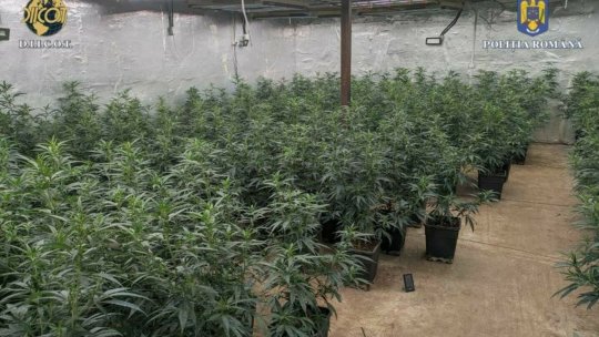 DÂMBOVIȚA: Șapte persoane, arestate preventiv. Cultivau canabis și vindeau droguri online