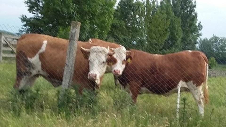 Crescătorii de animale au obligaţia să respecte anumite măsuri specifice în perioadele caniculare