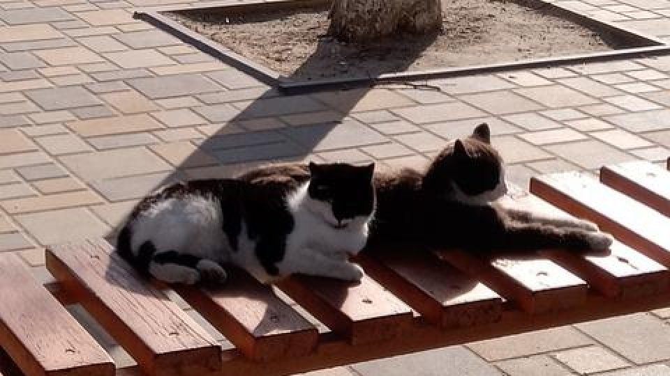 Atenţionare pe perioada caniculară pentru proprietarii de animale