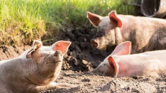 Peste 600 de porci au murit într-un incendiu la o fermă din Lita