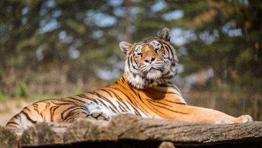 Măsuri speciale la Grădina Zoologică din Târgu Mureş