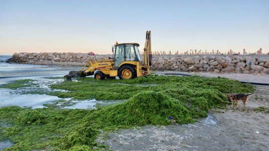 Căldura a dus la o creștere a cantității de alge pe litoral