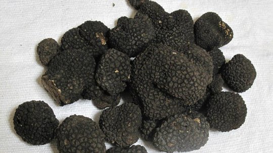 A început recoltatul trufelor în pădurile din judeţul Tulcea