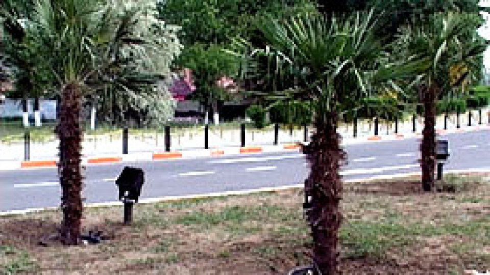 Un bărbat din Teleorman are în curtea casei mai multe plante tropicale