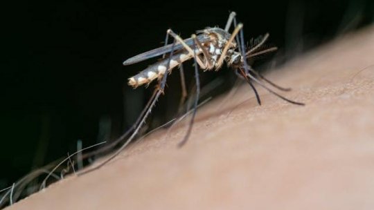 Valurile de căldură ce urmează ploilor abundente favorizează apariţia neuroinfecţiei West Nile
