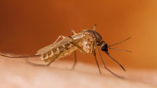Recomandări pentru reducerea riscului de infectare cu West Nile