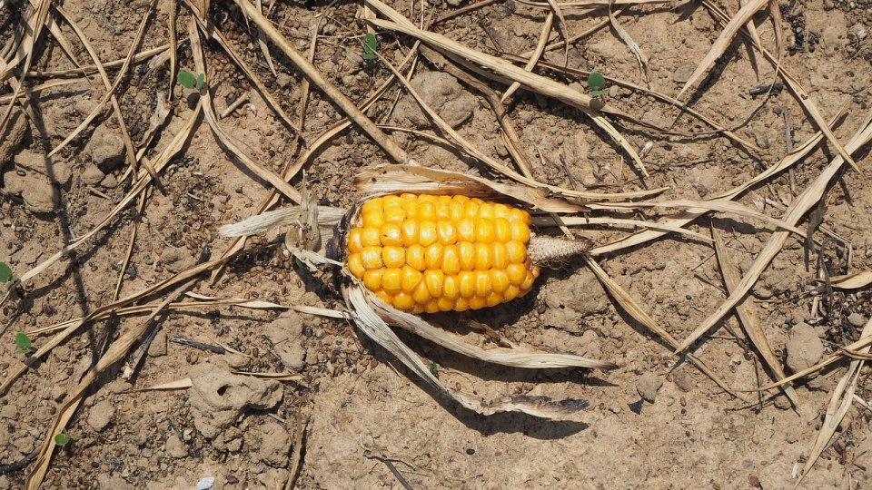 Depreciere severă a culturilor agricole neirigate din sudul şi estul ţării