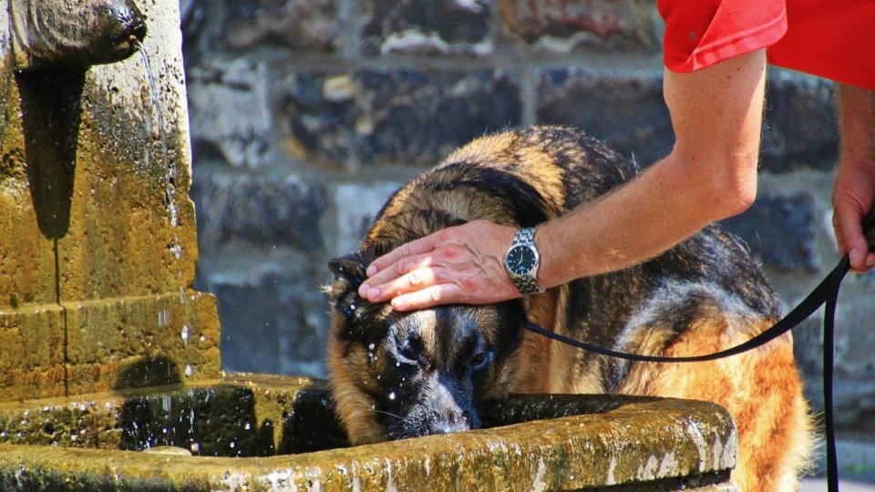 Judeţul Arad, pentru a opta zi consecutivă sub cod roşu de caniculă