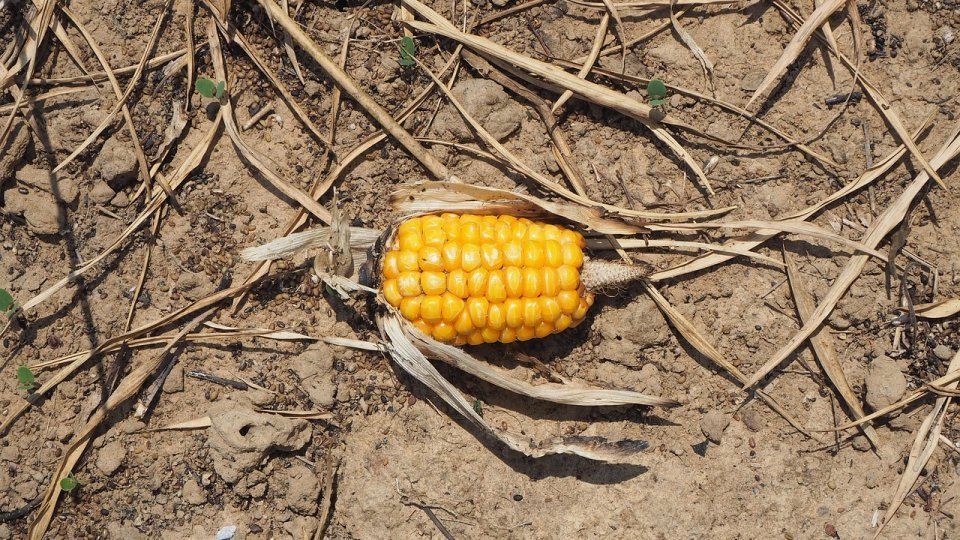 Seceta a compromis zeci de mii de hectare cultivate cu porumb și floarea-soarelui