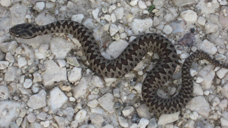 Turiştii aflaţi în vacanţă la munte trebuie să fie foarte atenţi la vipere