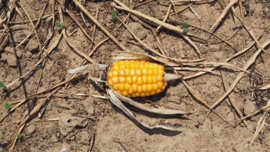 Ministrul Agriculturii: Despăgubiri de până la 3.000 de lei pe hectar pentru fermierii afectați de secetă