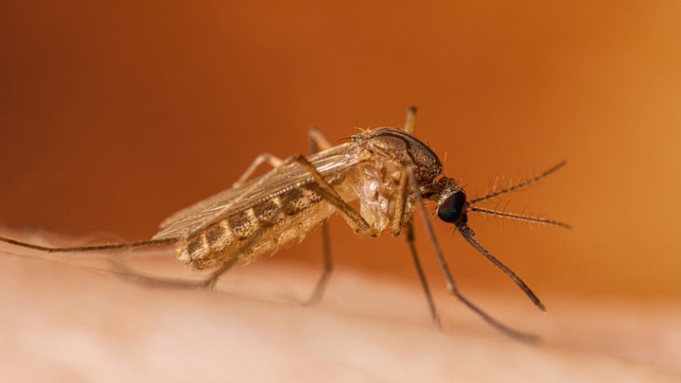 27 de cazuri de infecție cu virusul West Nile, în România