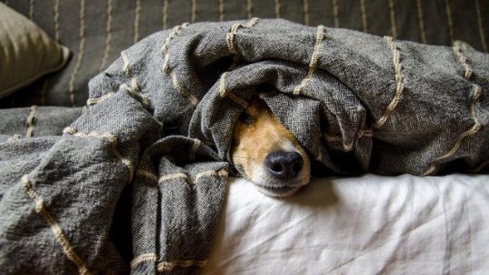 Cetățeni „de mâna a treia”