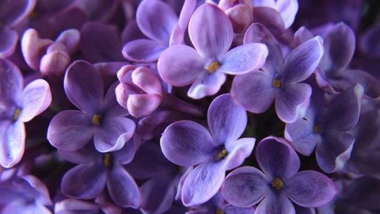 Buzău: Aproape trei sferturi din rezervaţia de liliac sălbatic, afectată de secetă