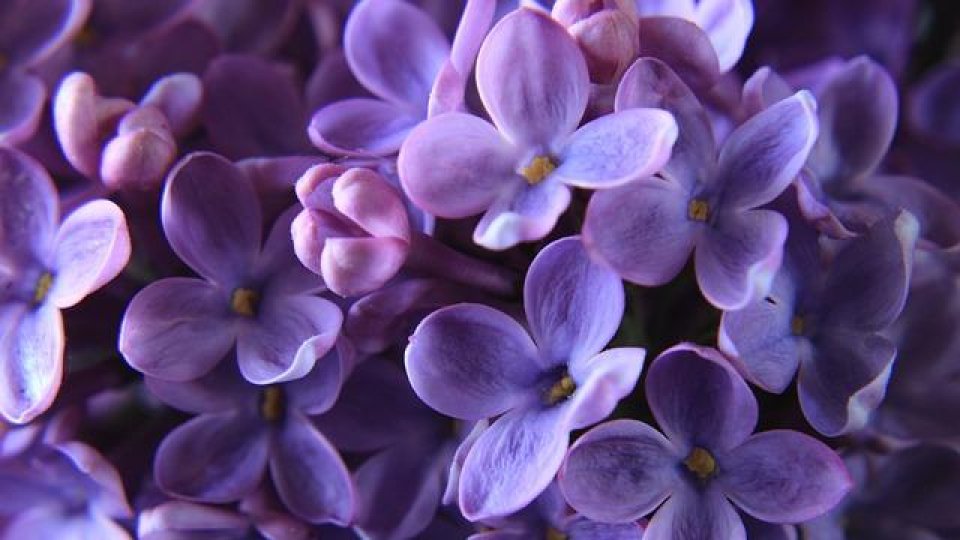 Buzău: Aproape trei sferturi din rezervaţia de liliac sălbatic, afectată de secetă