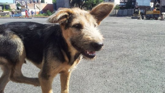 Amendă de 12.000 lei pentru abandonarea unui câine la Bistrița