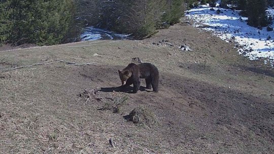 ⚠ Alertă! Urși în zona Castelului de Lut din localitatea Porumbacu de Sus, Sibiu