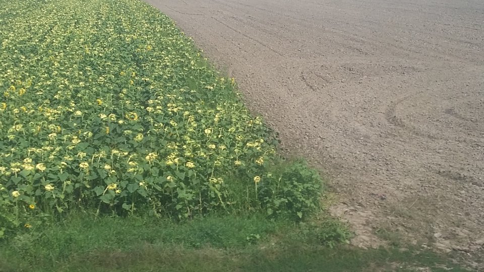 Fermierii sunt așteptați la APIA să semneze cererile de plată