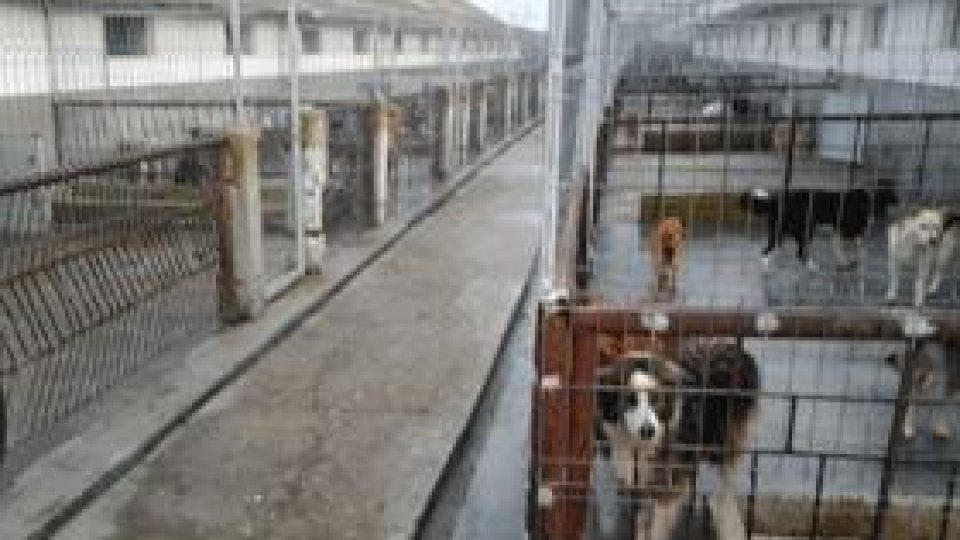 Iniţiativă legislativă privind interzicerea eutanasierii câinilor neadoptaţi din adăposturi