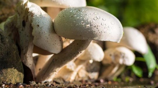 Două persoane din județul Vrancea s-au intoxicat după ce au consumat ciuperci