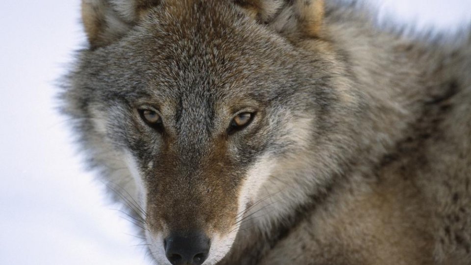 Lupii au fost retrogradați