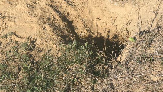 Digul Călmățui-Gropeni-Chiscani: Zone afectate de galeriile săpate de animale