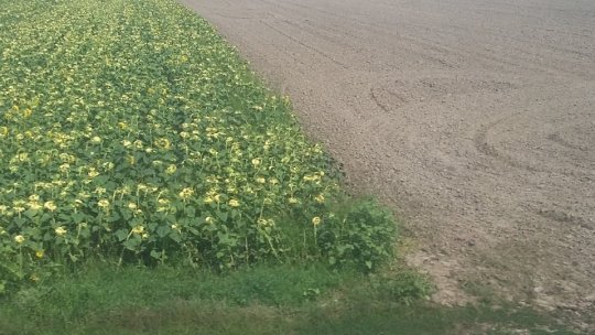 Fermierii, nemulţumiţi de despăgubiri