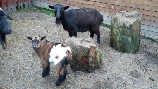 Peste șapte mii de vizitatori la Grădina Zoologică din Sibiu