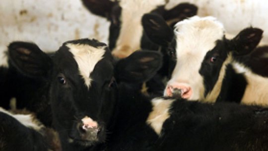 Focar de Boala Limbii Albastre identificat la fermă de vaci din judeţul Sibiu